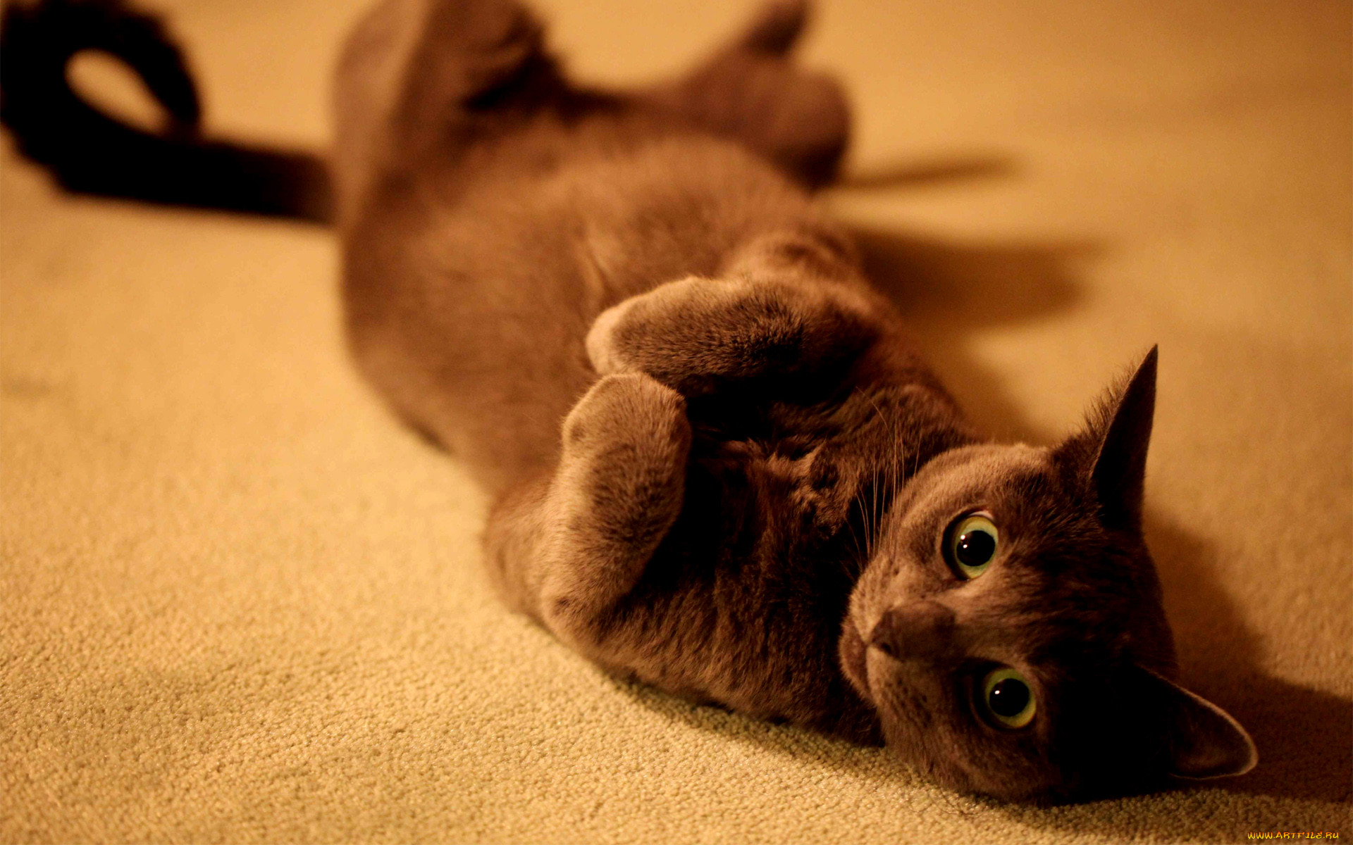 , , cat